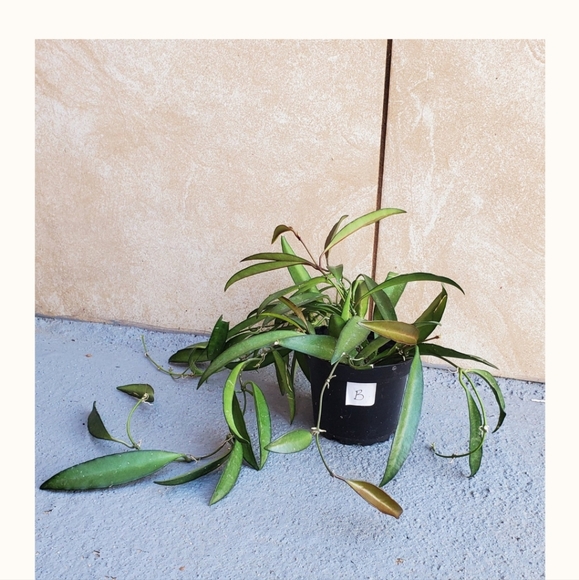 Hoya 'Wayetti' "B" | 3" Pot - Picture 3 of 5